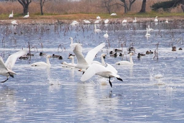 白鳥舞う冬の瓢湖