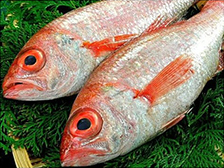 のどぐろ（アカムツ）