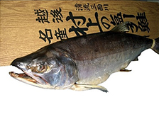 越後村上塩引鮭