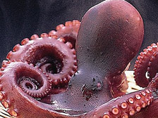 日間賀島のタコ