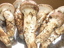 京都府の丹波松茸